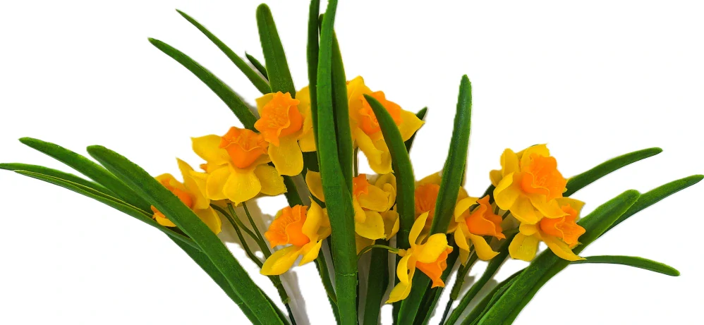 Narcis 39 cm mnohokvětý, žlutá