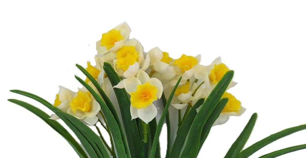 Narcis 39 cm mnohokvětý, bílá