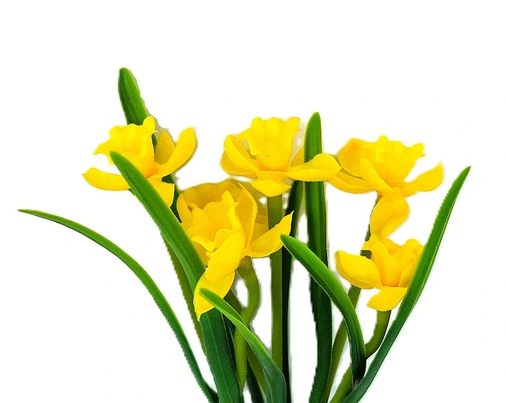 Narcis 31 cm žlutá květ/list, svazek 3 ks