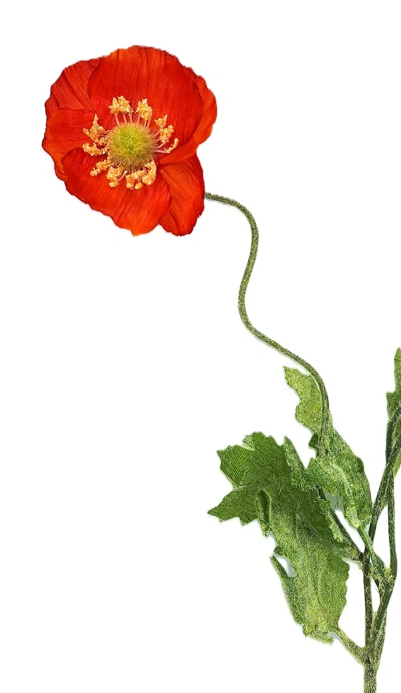 Vlčí mák 45 cm, květ červená