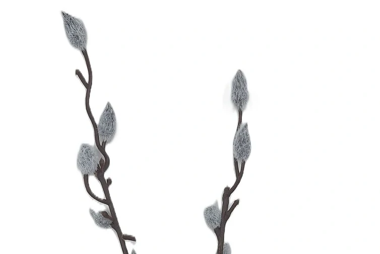 Vrba jehnědy/kočičky 44 cm, šedá