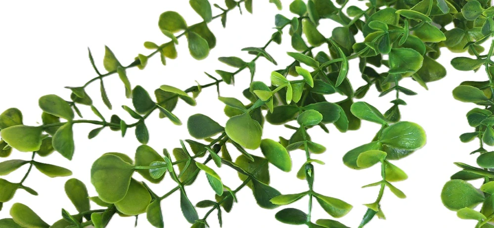 Eukalyptus 55 cm převislý, zelená