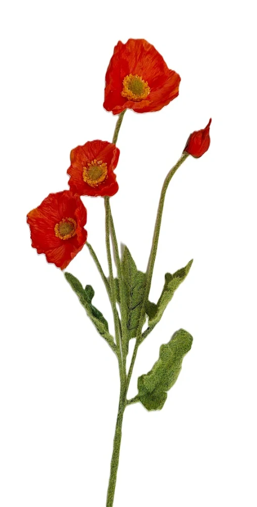 Vlčí mák 60 cm (3 květy, 1 poupě), červená světlá