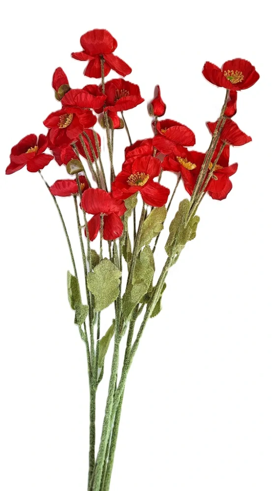 Vlčí mák 60 cm (3 květy, 1 poupě), červená tmavá