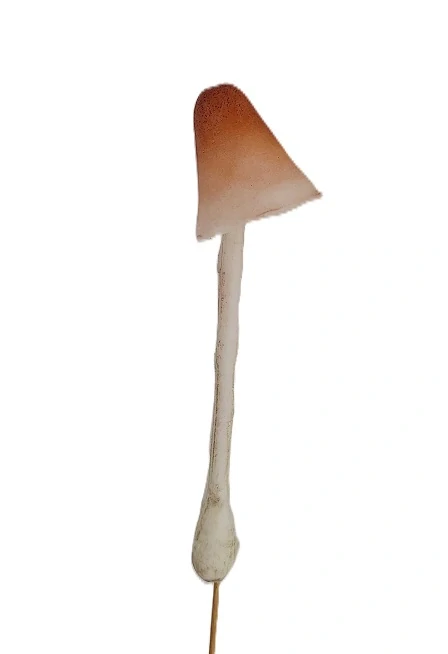 Holubinka 15 cm (PS)