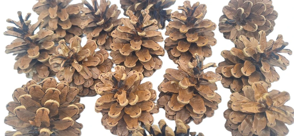 Šiška borovice (kresba), 10 ks