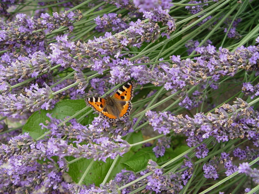 Levandule sušená 25 g
