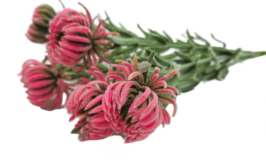 Chrpa 35 cm keřík 7 květů, růžová