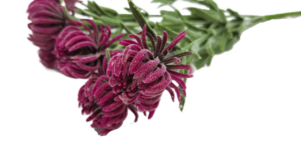 Chrpa 35 cm keřík 7 květů, vínová