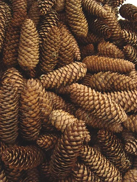 Šiška smrk 12 - 14 cm, 1 ks