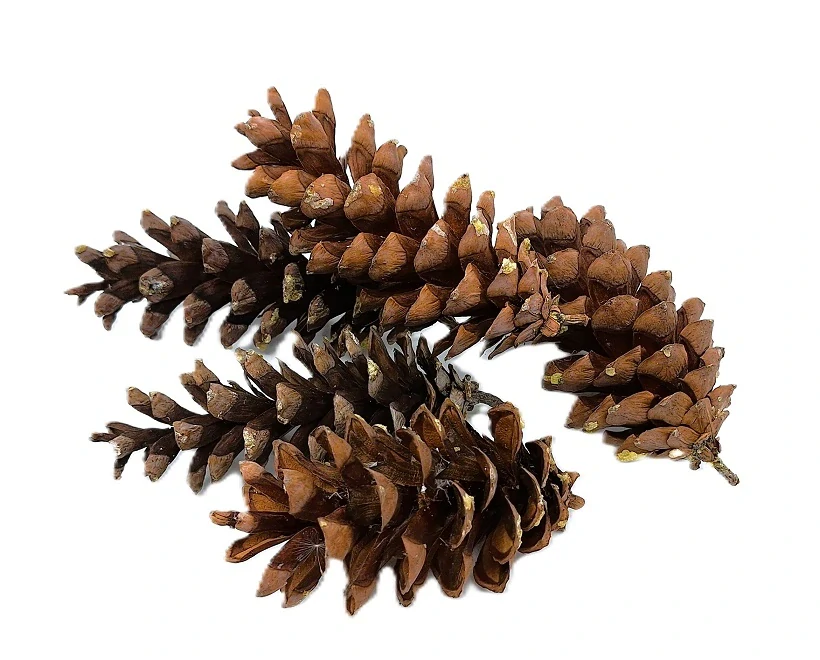 Šiška Vejmutovka 8 - 10 cm (M), 3 ks