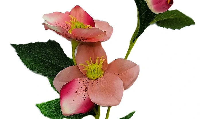 Čemeřice 53 cm s listem, růžová