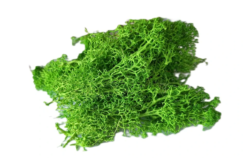 Sobí mech 50 g, zelená světlá