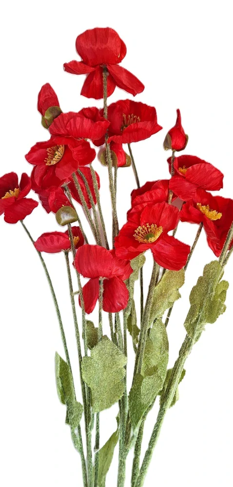 Vlčí mák 60 cm (3 květy, 1 poupě), červená tmavá