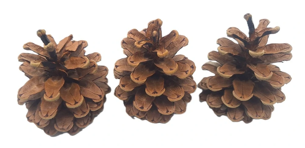 Šiška borovice (kresba), 10 ks