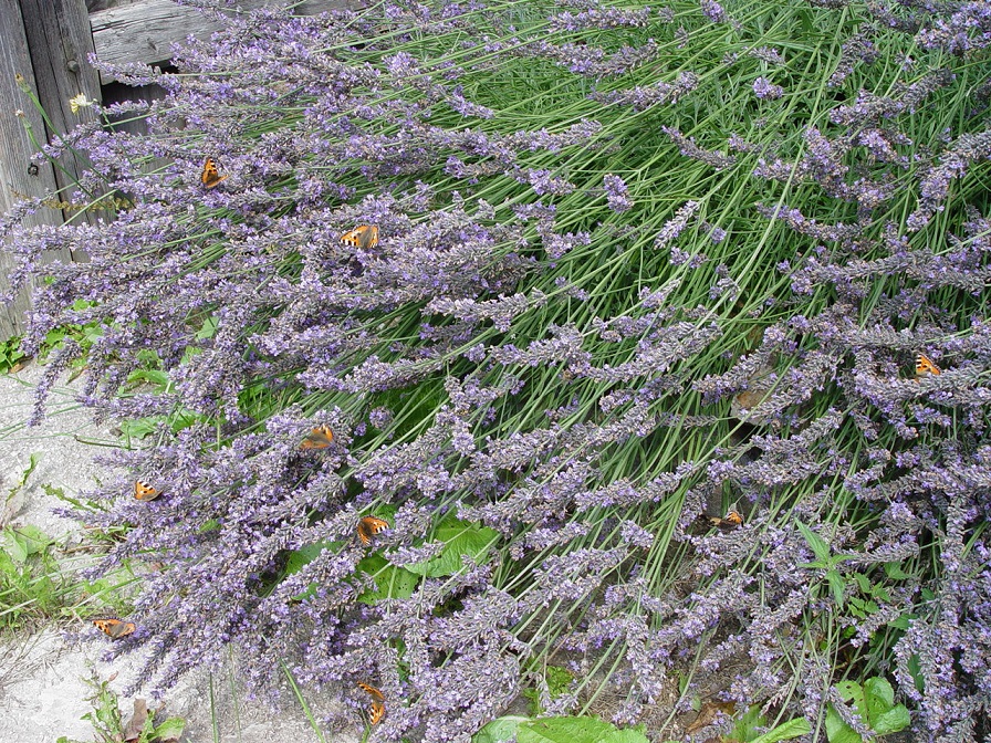 Levandule sušená 25 g