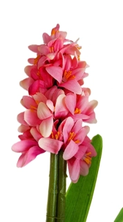 Hyacint 45 cm s listy, růžová