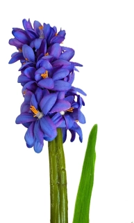 Hyacint 45 cm s listy, modrá
