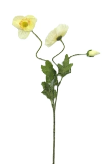 Vlčí mák 45 cm, květ bílá