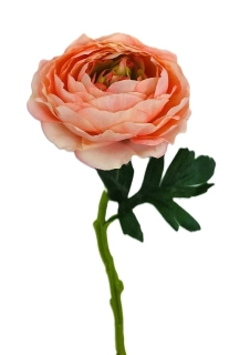 Ranunculus 32 cm, růžová