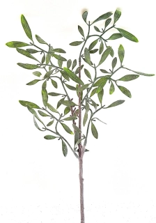 Jmelí 50 cm větvička (jinovatka)