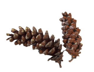 Šiška Vejmutovka 15 - 17 cm (XL), 1 ks