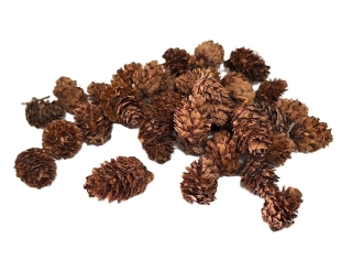 Šiška modřín (střapatá), 20 ks