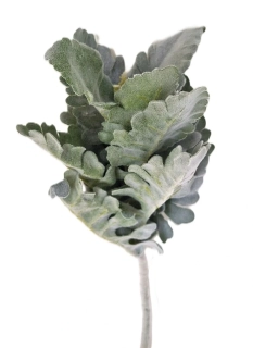 Starček 35 cm samet, zelená