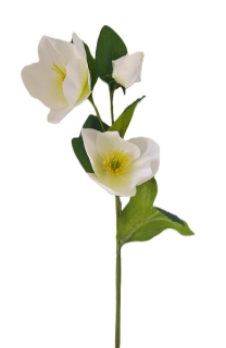 Čemeřice 36 cm květy/poupě, bílá