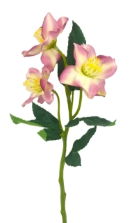 Čemeřice 37 cm 3 květy/listy, žíhaná růžová