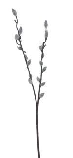 Vrba jehnědy/kočičky 44 cm, šedá