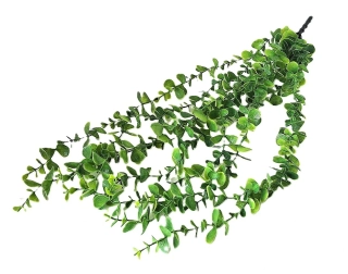 Eukalyptus 55 cm převislý, zelená