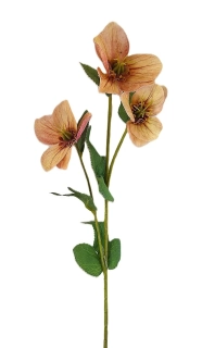 Čemeřice 38 cm s listem, meruňková