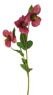 Čemeřice 38 cm s listem, vínová