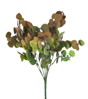 Měsíčnice 34 cm, zelená/hnědá