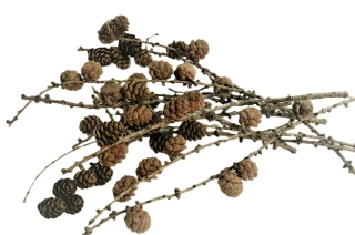Větev modřín se šiškami, svazek 5 ks