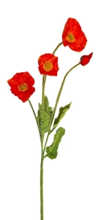Vlčí mák 60 cm (3 květy, 1 poupě), červená světlá