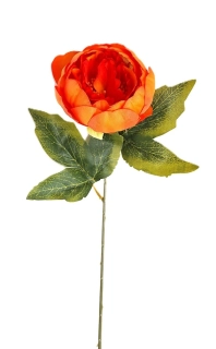 Pivoňka 53 cm, oranžová