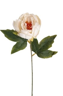 Pivoňka 53 cm, krémová