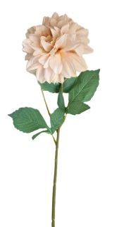 Jiřina 67 cm list zelená, květ krémová