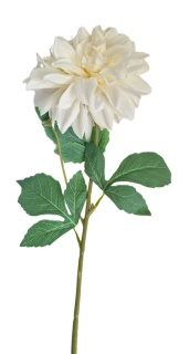 Jiřina 67 cm list zelená, květ bílá