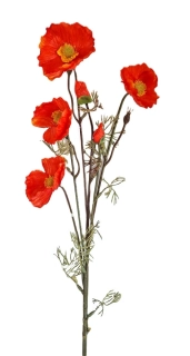 Vlčí mák 82 cm (4 květy 2 poupata), červená