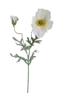 Vlčí mák 64 cm (velký květ, poupě), bílá
