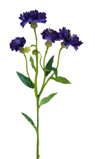 Chrpa 55 cm (4 květy, 2 poupata) modrá