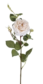 Růže anglická 68 cm, krémová