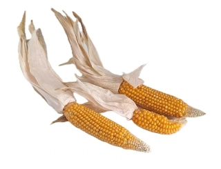 Kukuřice sušený klas, 1 ks