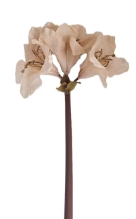Amarylis 65 cm 3 květy, krémová