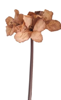 Amarylis 65 cm 3 květy, latté