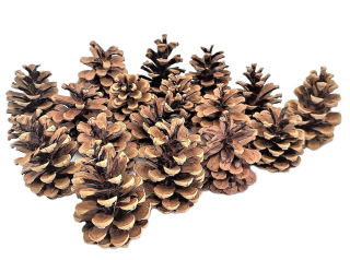 Šiška borovice (M), 10 ks