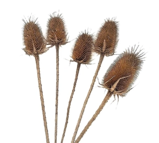 Bodlák přírodní 10 cm, 5 ks